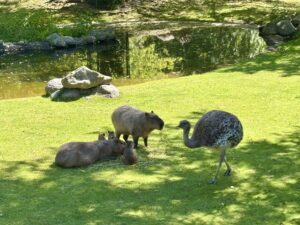 Wochenrueckblick kw 21 2026 this the end zoo berlin - Eine Gruppe von Wasserschweinen und ein großer Vogel ruhen sich auf einer grasbewachsenen Fläche in der Nähe eines Teichs aus.