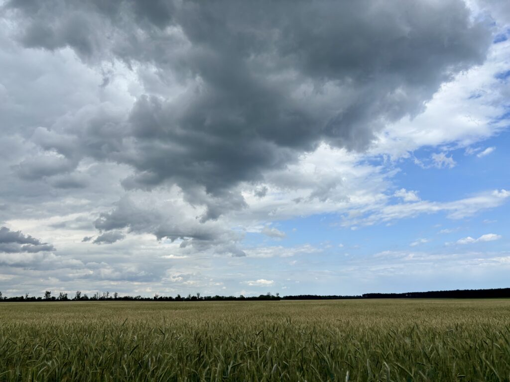 Wochenrueckblick kw 24 2026 bnb und jwd janz weit draussen - Ein weites Feld mit grünem Weizen erstreckt sich bis zu einer weit entfernten Baumgrenze unter einem dramatischen Himmel, der auf der linken Seite von dunklen, stürmischen Wolken und auf der rechten Seite von hellem blauem Himmel mit vereinzelten weißen Wolken gefüllt ist.