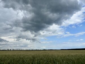 Wochenrueckblick kw 24 2026 bnb und jwd janz weit draussen - Ein weites Feld mit grünem Weizen erstreckt sich bis zu einer weit entfernten Baumgrenze unter einem dramatischen Himmel, der auf der linken Seite von dunklen, stürmischen Wolken und auf der rechten Seite von hellem blauem Himmel mit vereinzelten weißen Wolken gefüllt ist.